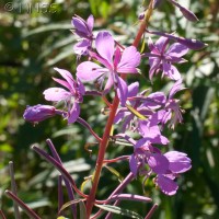 Rosebay Willowherb